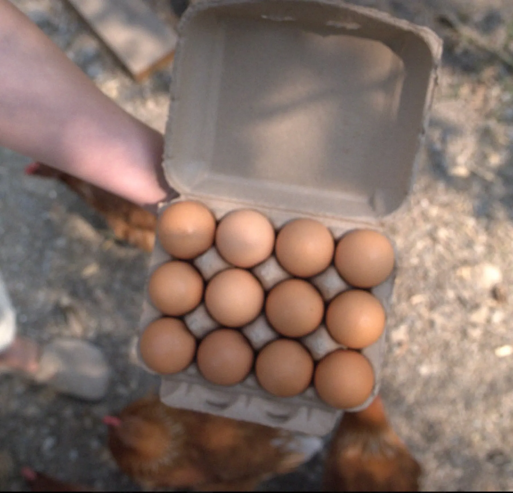 A carton of farm eggs held beside the hens