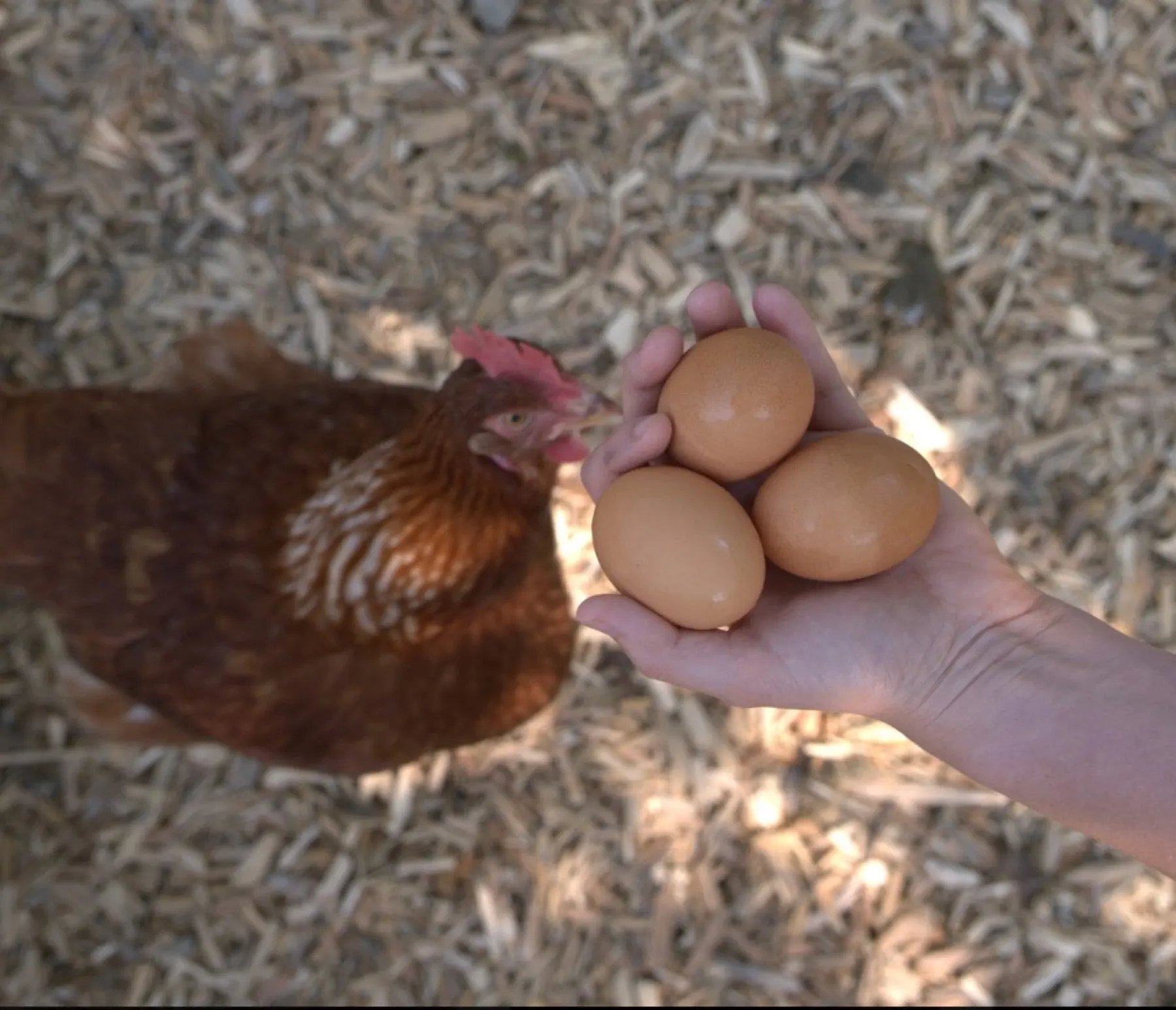 Three brown eggs held in the hand, with a hen behind