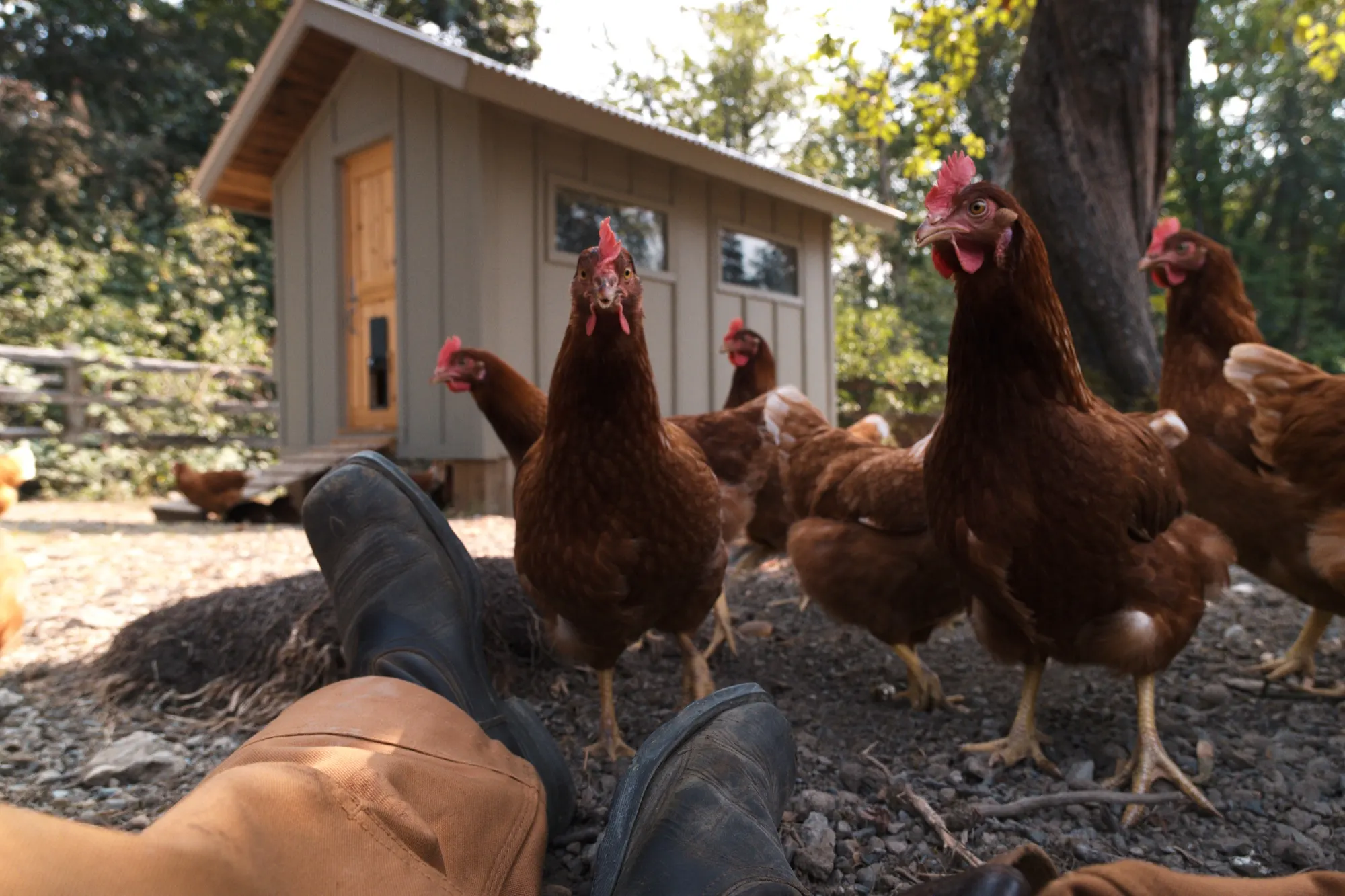 Pastured hens at the coop on Waterhouse Farm